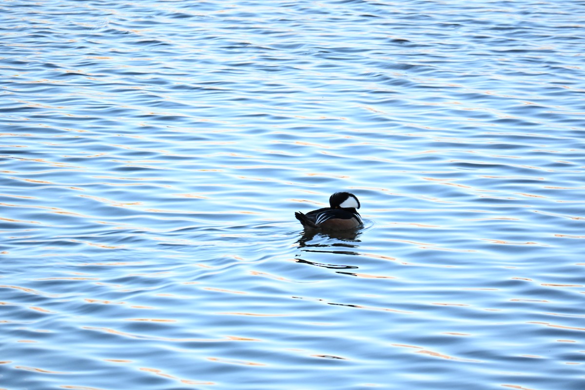 Hooded Merganser - ML651023373