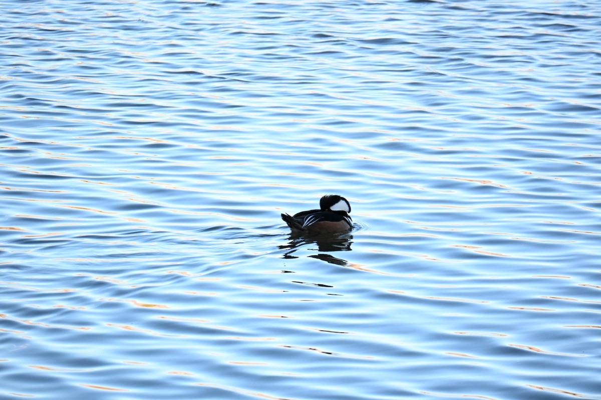 Hooded Merganser - ML651023374