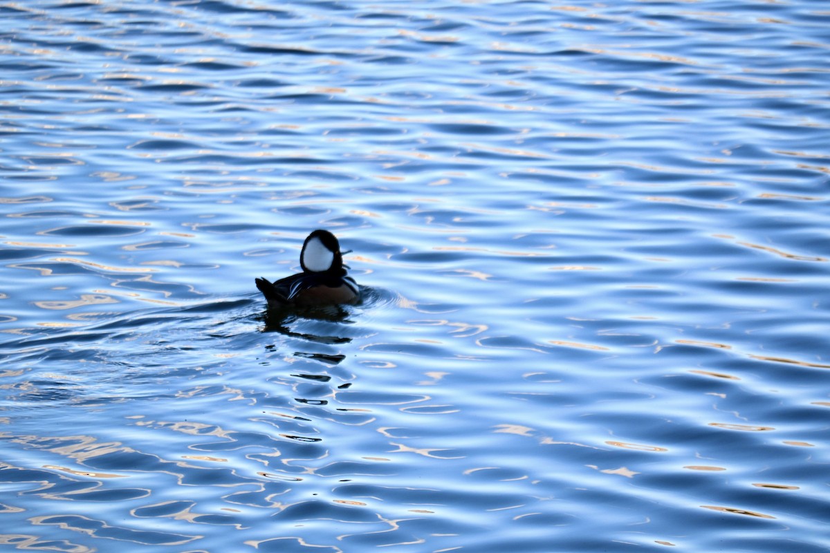 Hooded Merganser - ML651023375