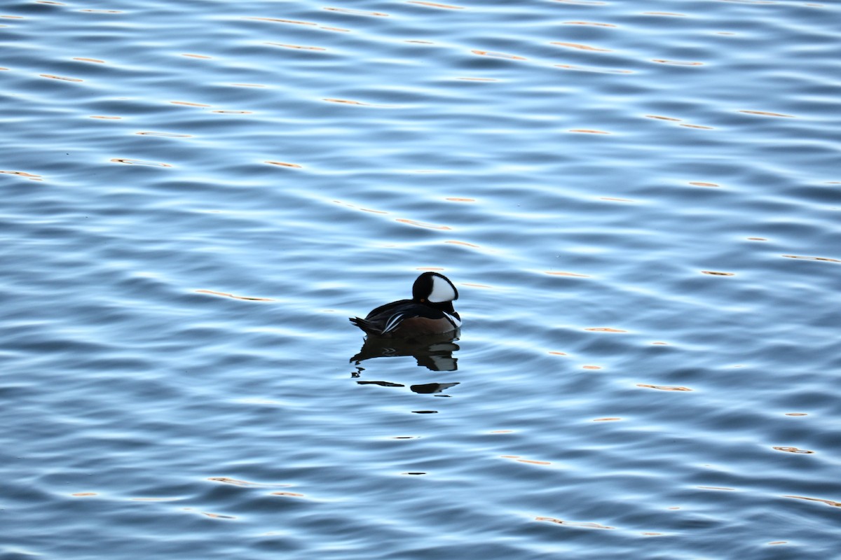 Hooded Merganser - ML651023376
