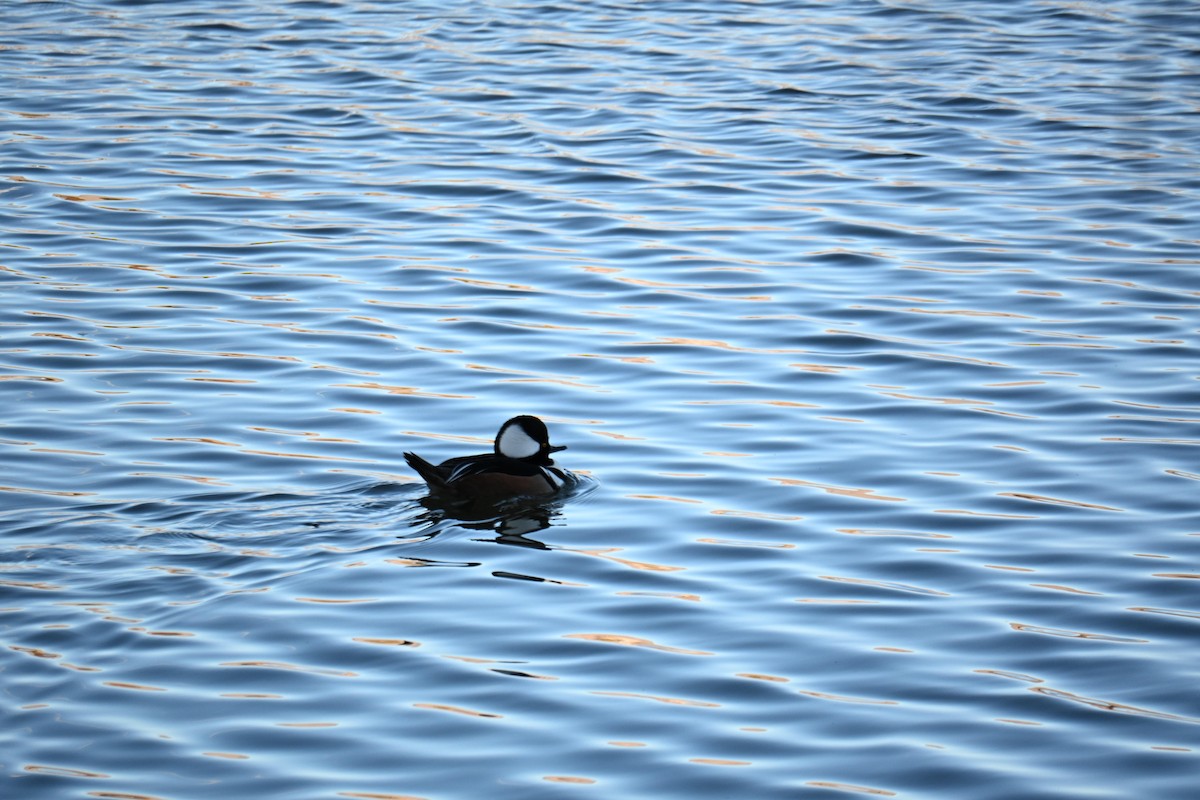 Hooded Merganser - ML651023377