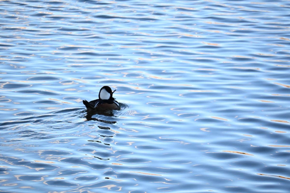 Hooded Merganser - ML651023379