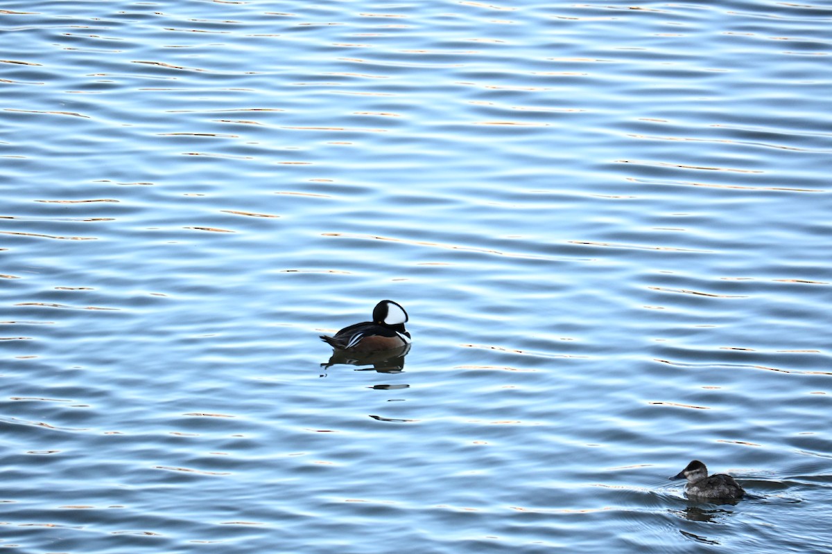 Hooded Merganser - ML651023380