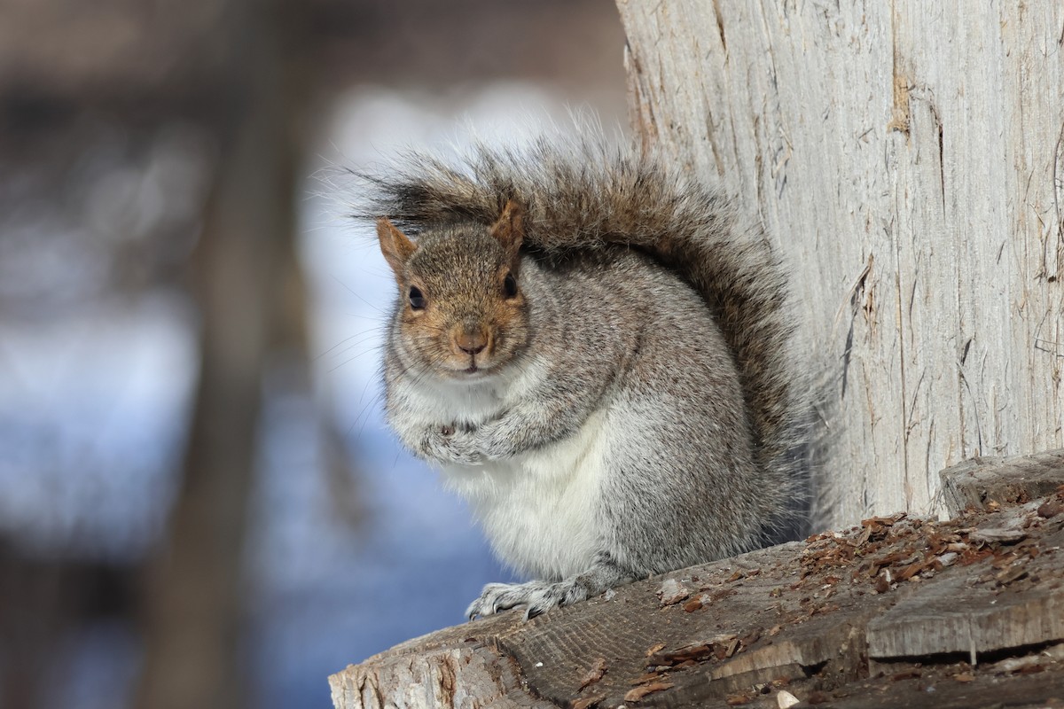 Eastern Gray Squirrel - ML651023415