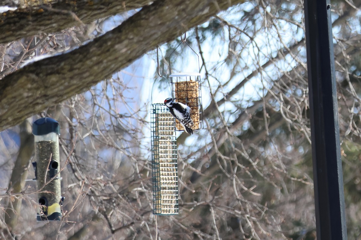 Дятел волохатий - ML651023456