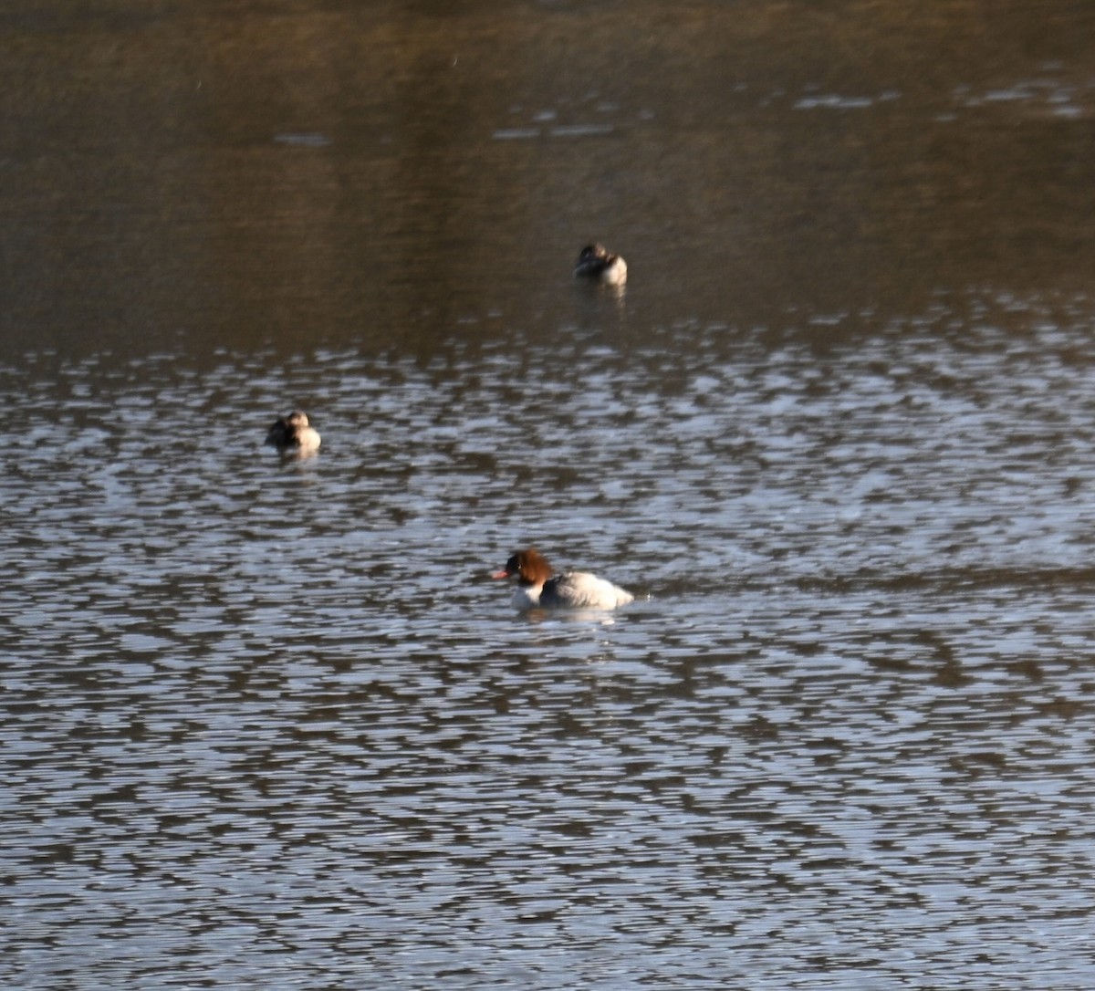 Common Merganser - ML651023462