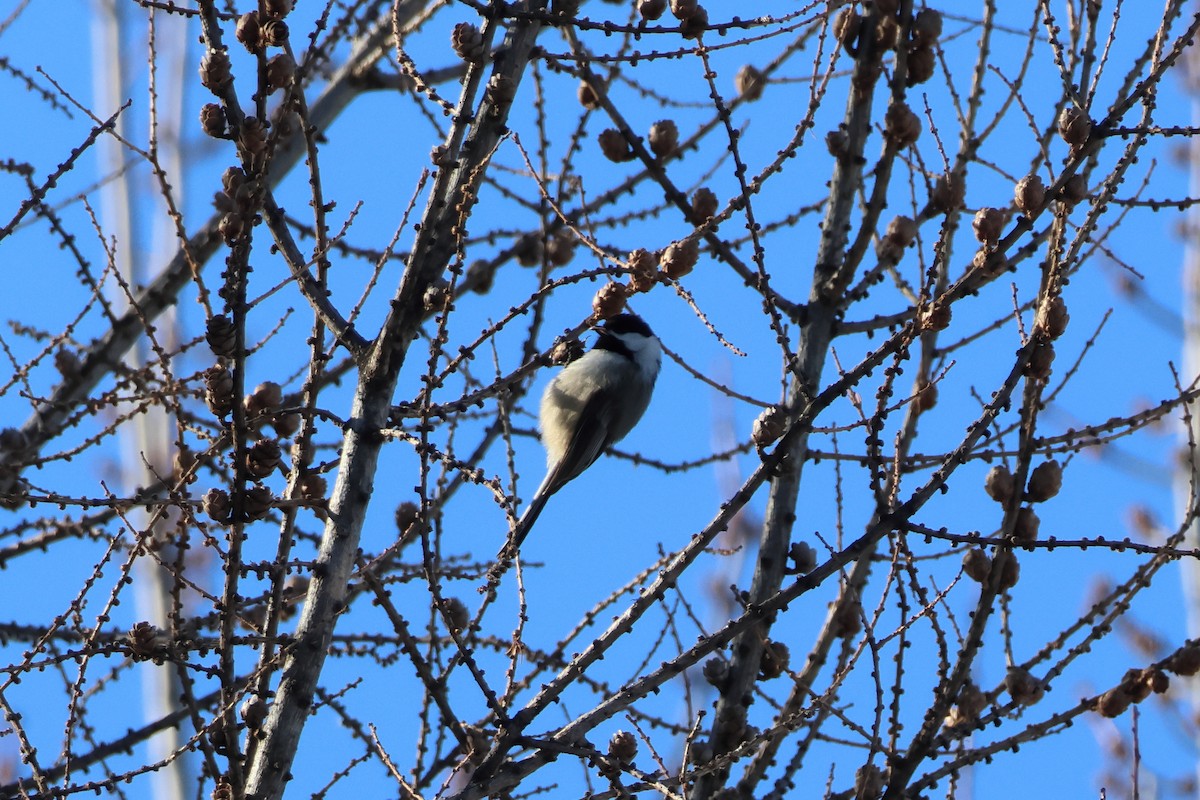 Гаїчка світлокрила - ML651023465