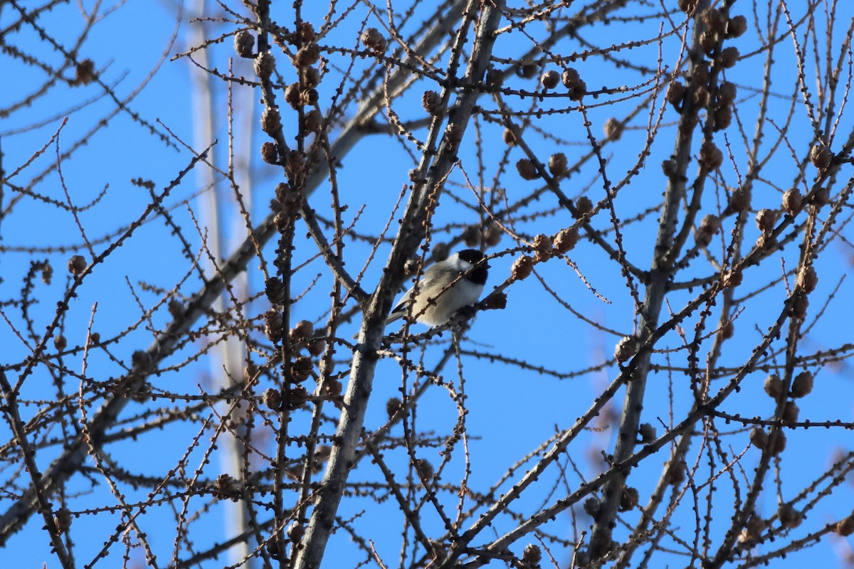 Гаїчка світлокрила - ML651023470