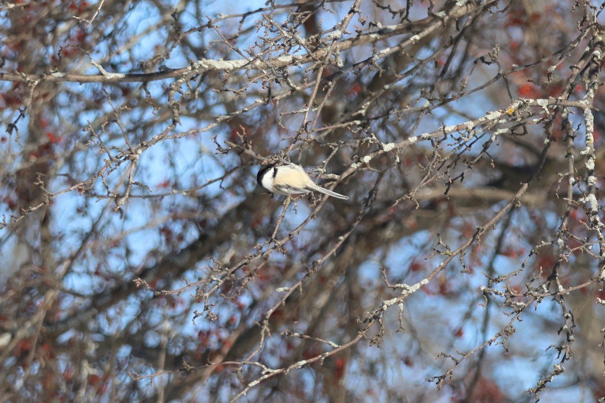 Гаїчка світлокрила - ML651023476