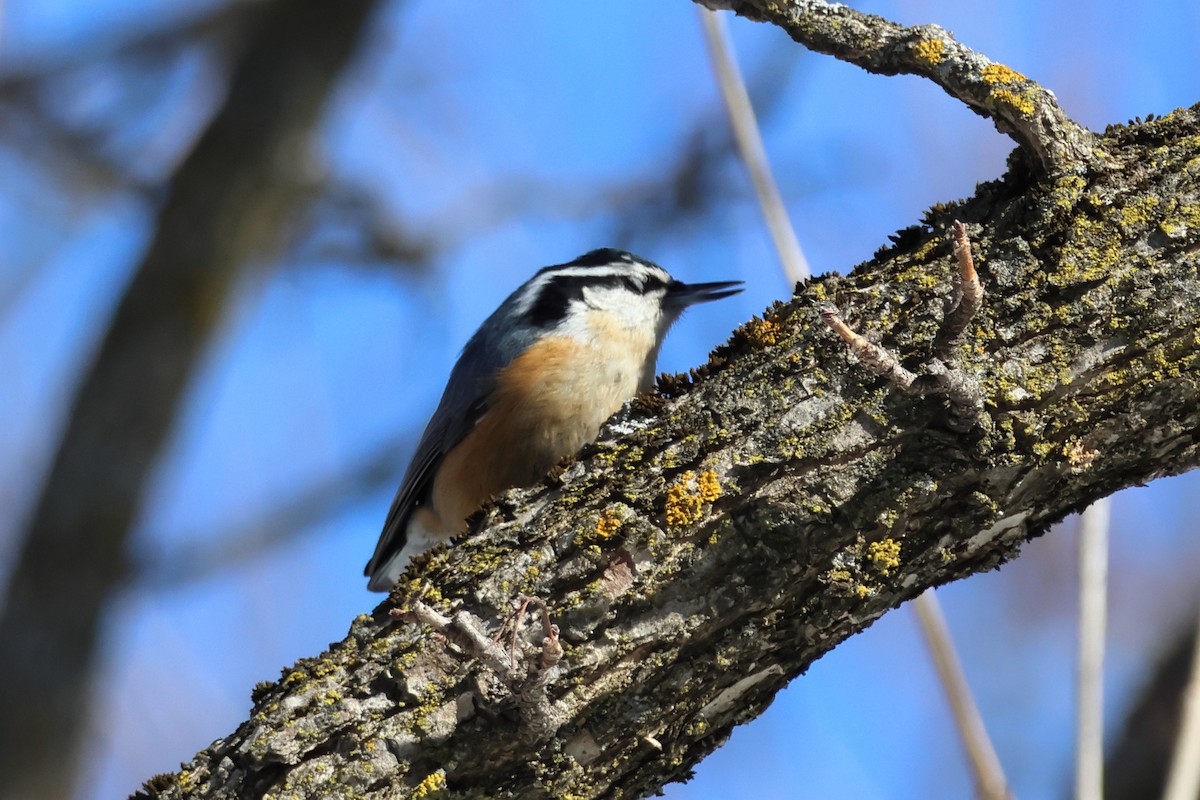 Повзик канадський - ML651023480