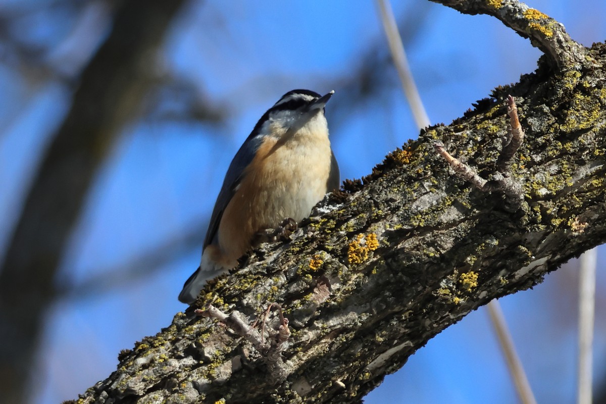 Повзик канадський - ML651023484