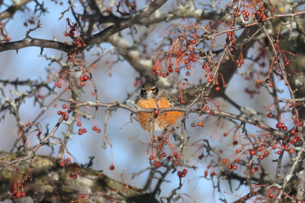 Дрізд мандрівний - ML651023487