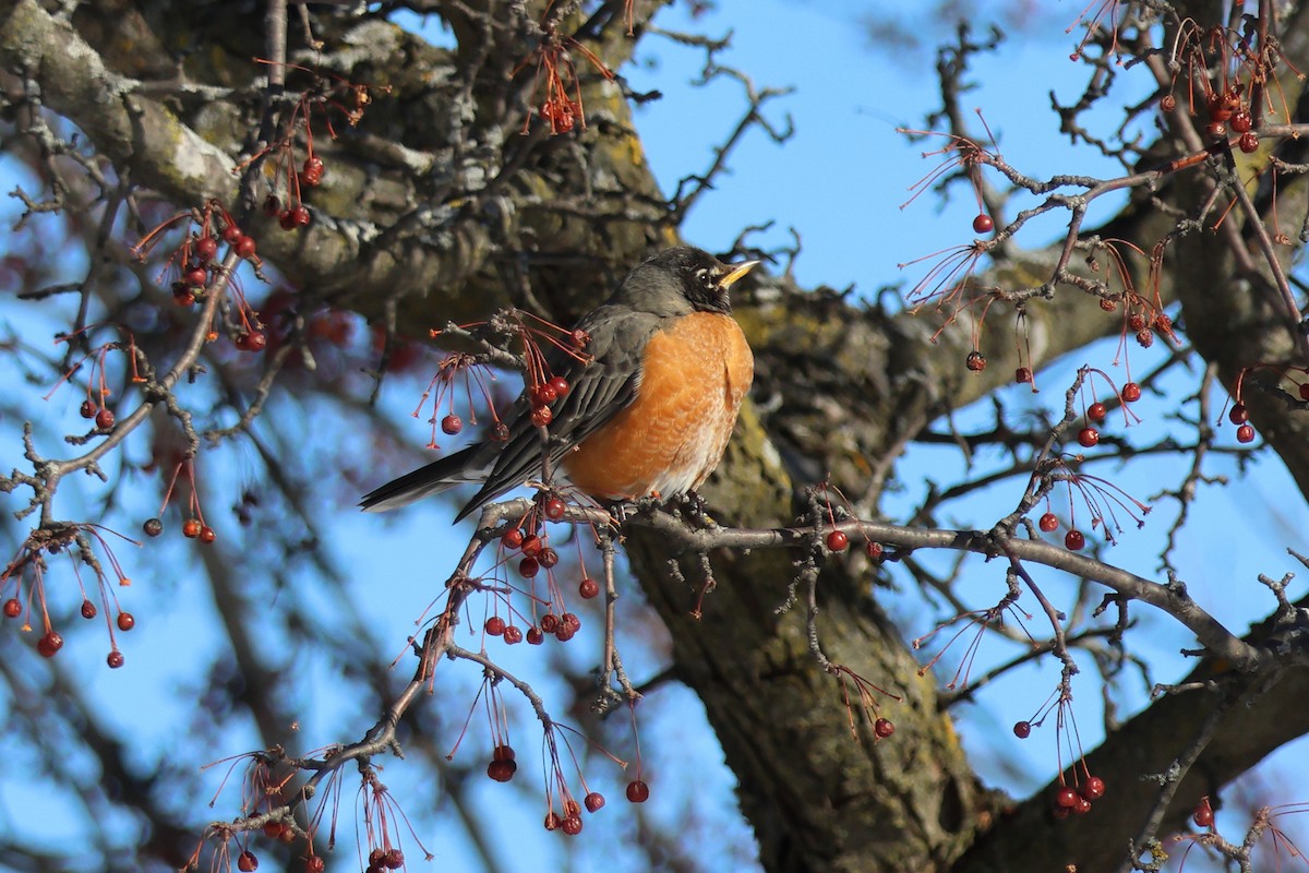 Дрізд мандрівний - ML651023489