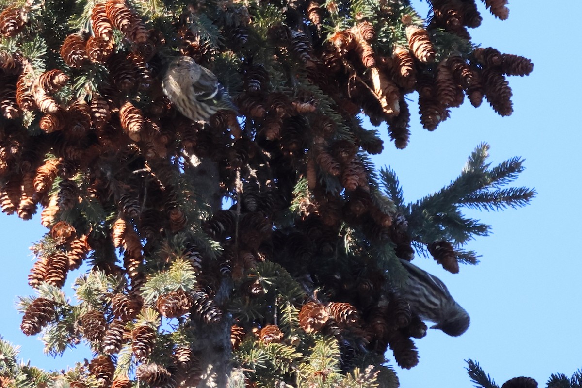 Чиж сосновий - ML651023496