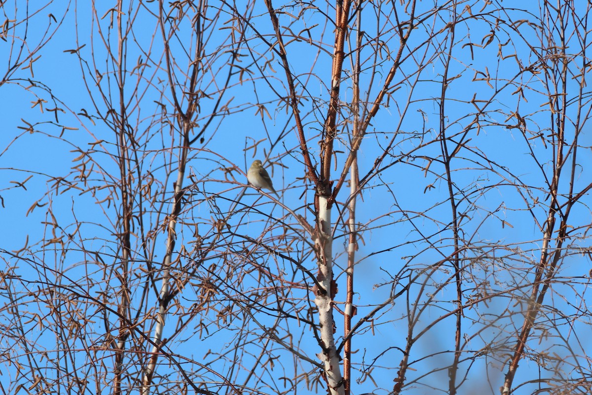 Чиж золотий - ML651023501