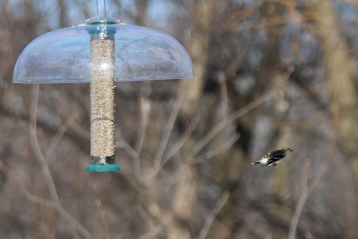 Чиж золотий - ML651023513