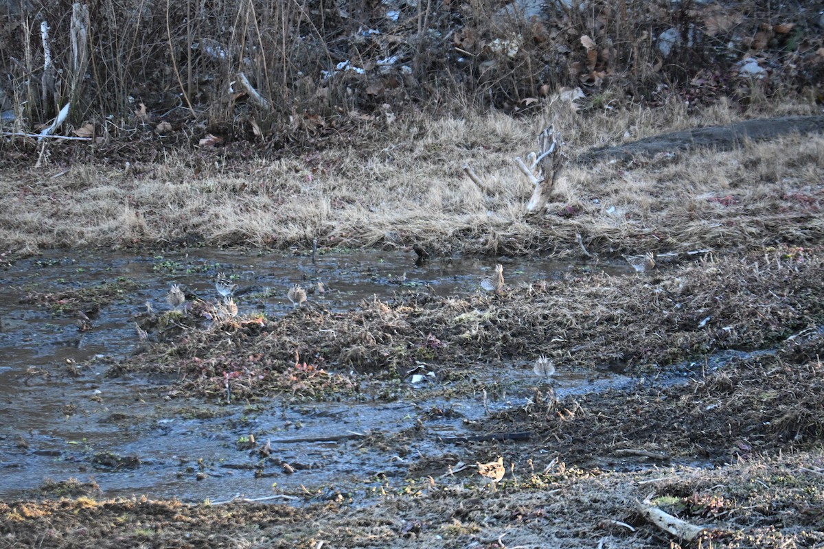 Wilson's Snipe - ML651023518