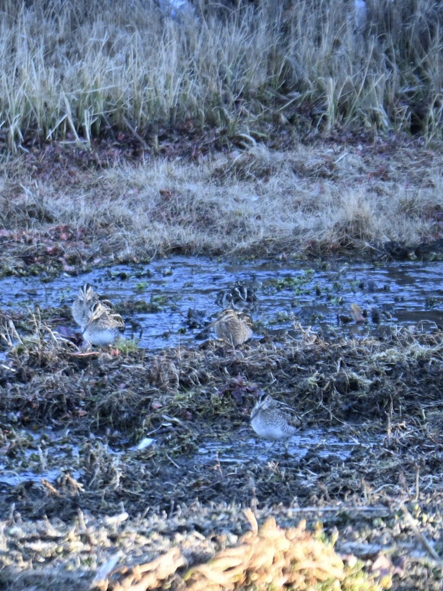 Wilson's Snipe - ML651023519