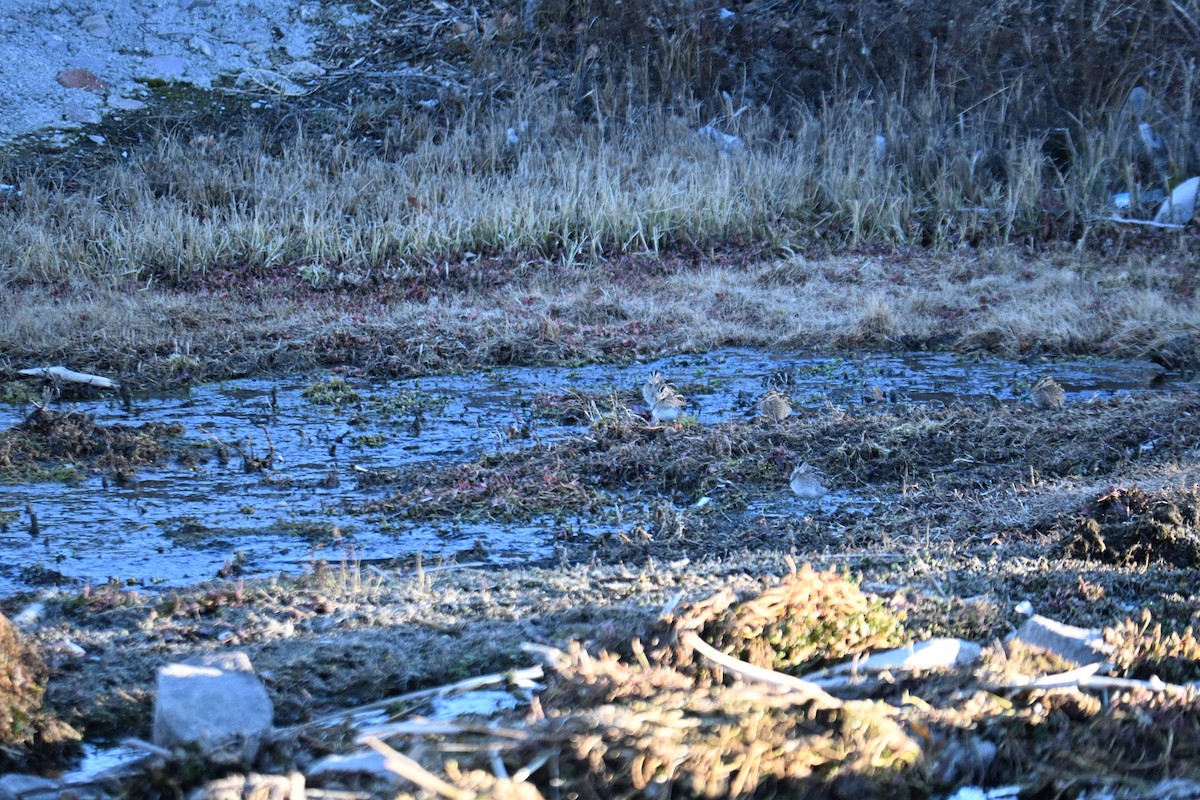 Wilson's Snipe - ML651023520