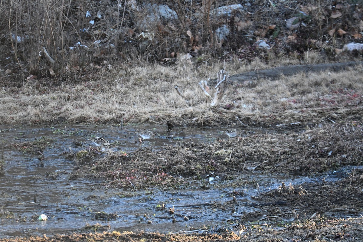 Wilson's Snipe - ML651023521