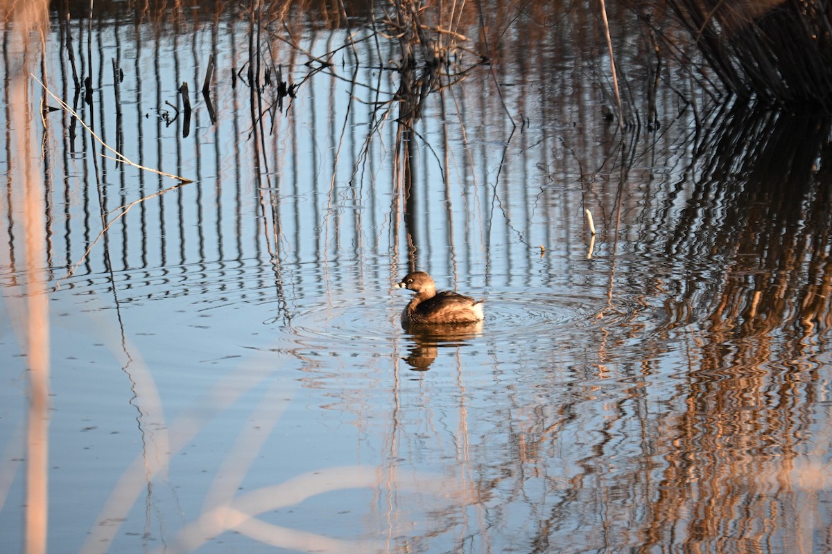 Pied-billed Grebe - ML651023557