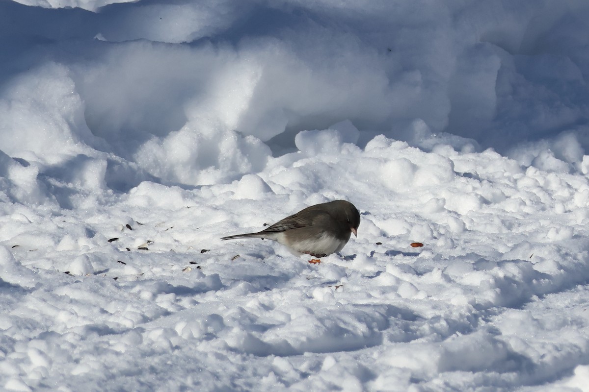 Юнко сірий - ML651023562