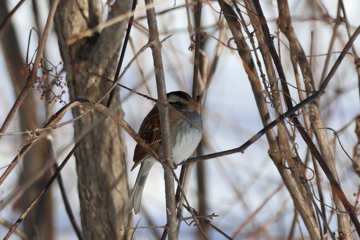 Бруант білогорлий - ML651023575