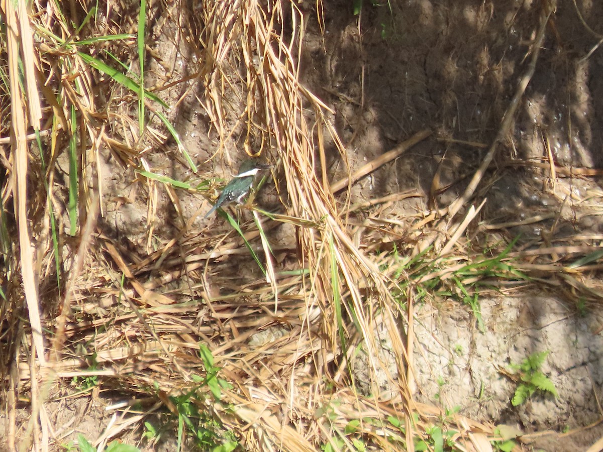 Green Kingfisher - ML651023577