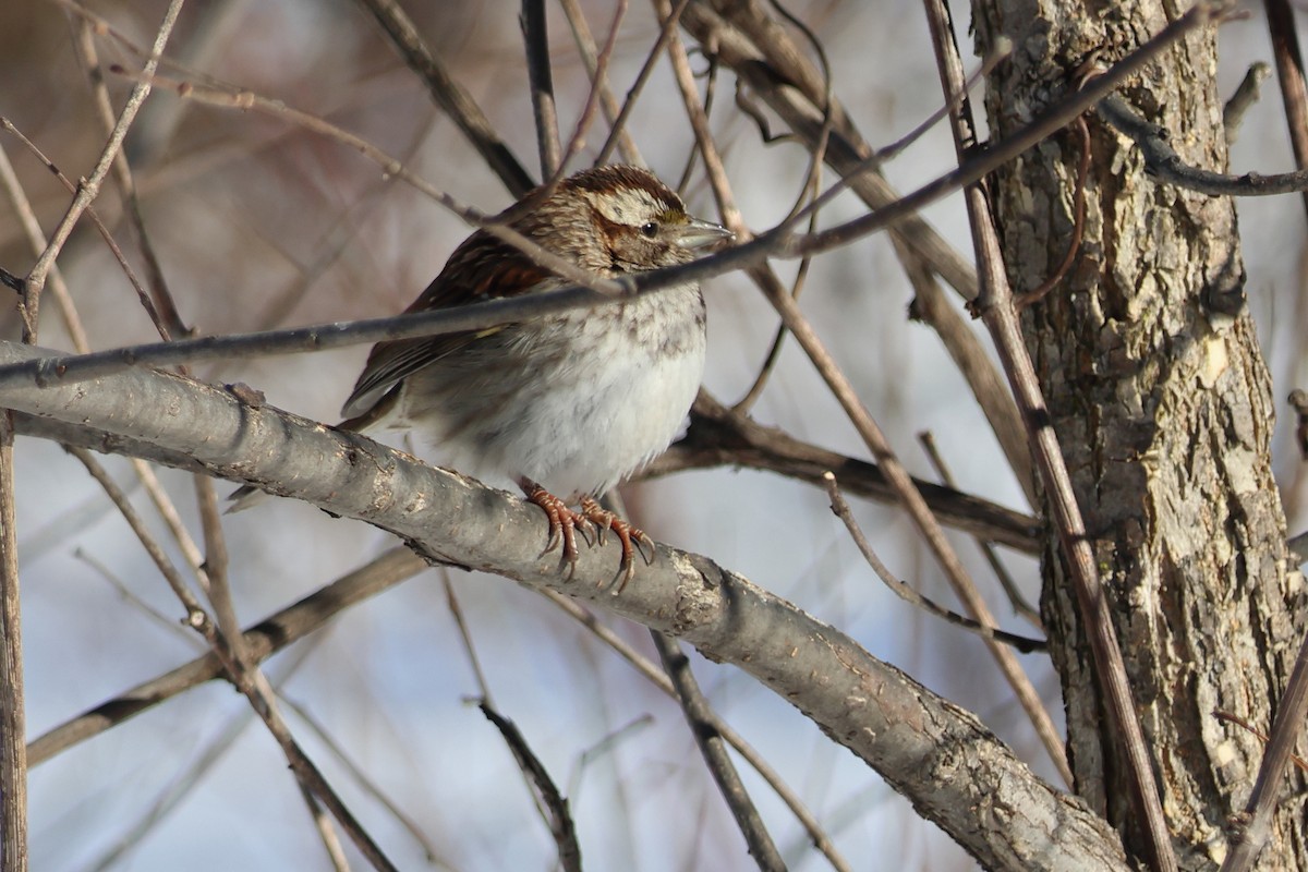 Бруант білогорлий - ML651023583