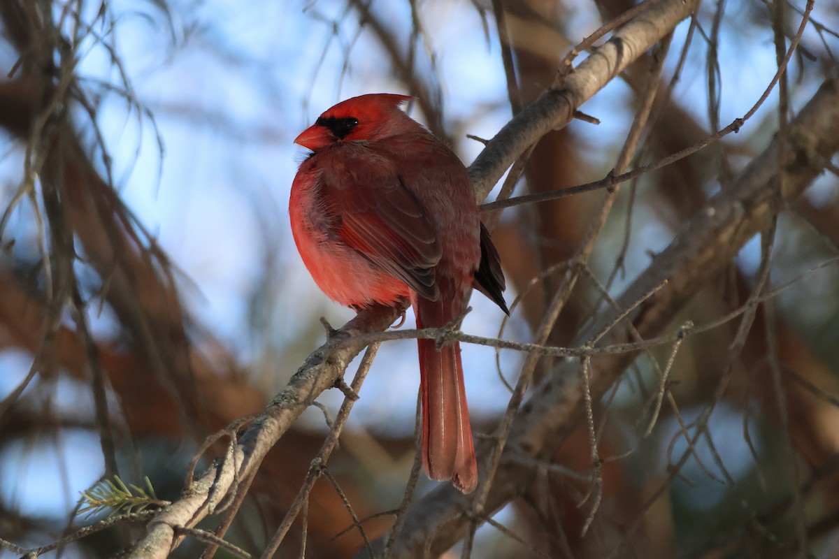 Кардинал червоний - ML651023589