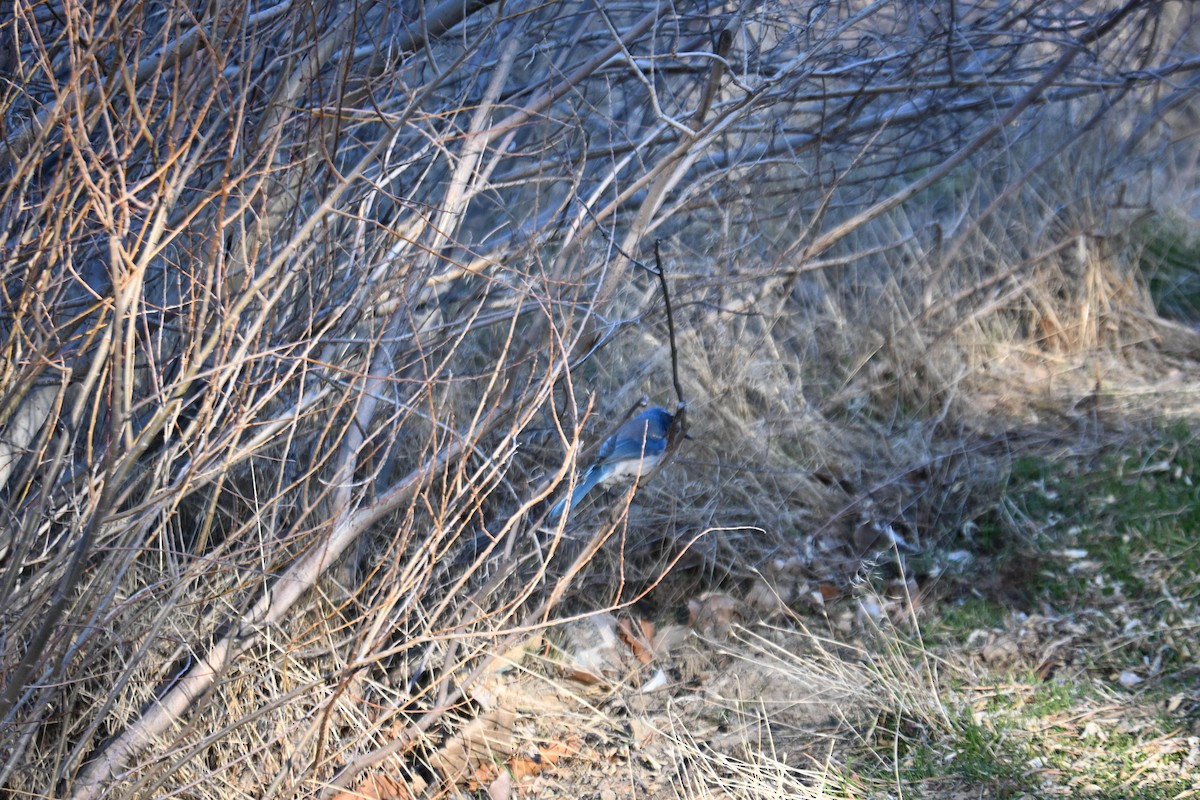 California Scrub-Jay - ML651023592