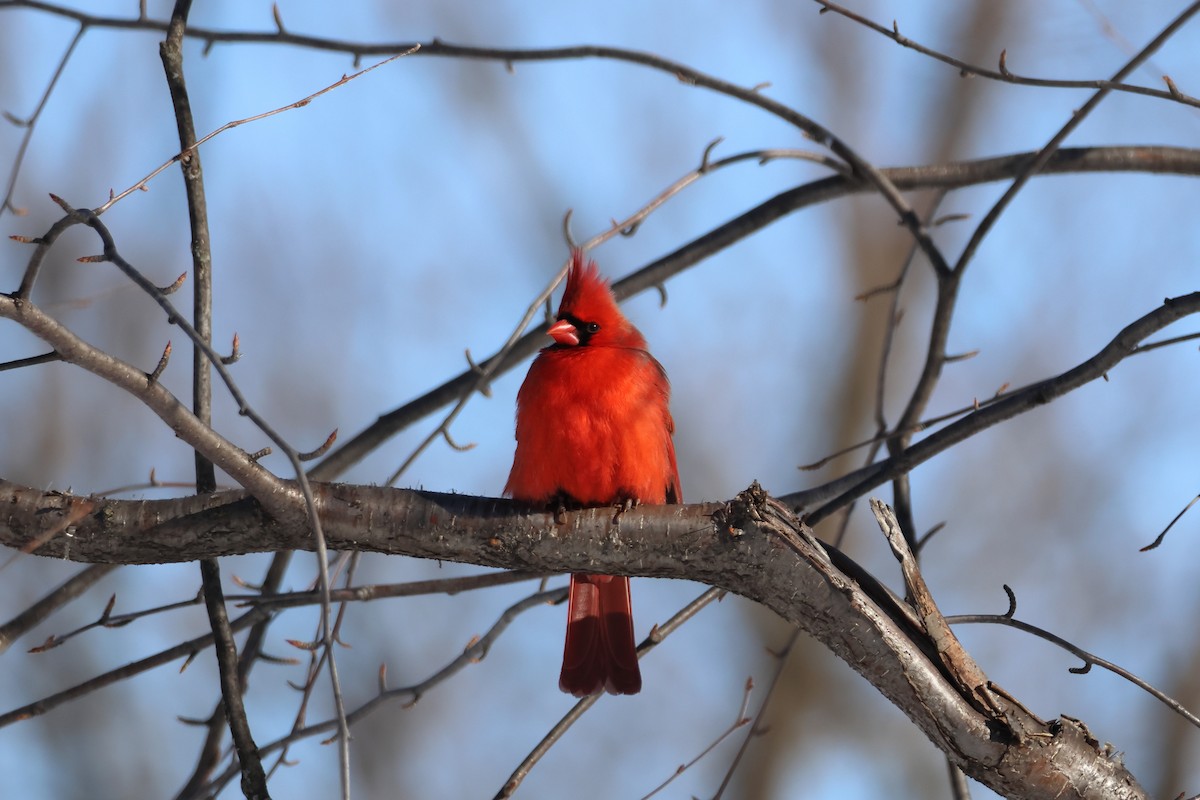 Кардинал червоний - ML651023597