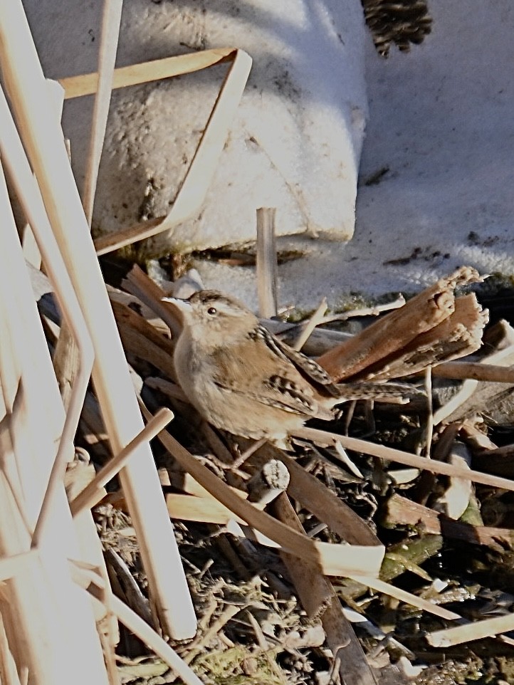 Marsh Wren - ML651023605