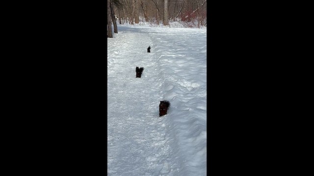 灰松鼠 - ML651023687