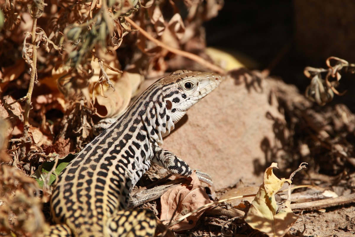 Common Checkered Whiptail - ML651023700