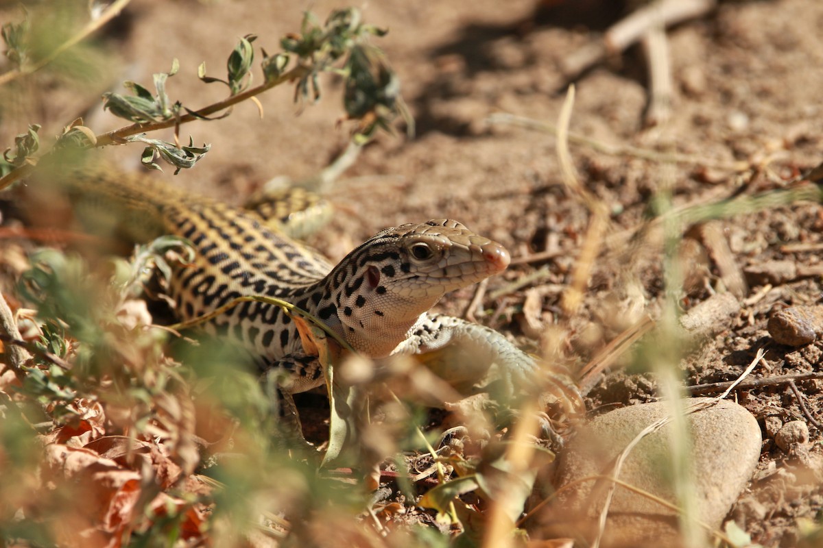 Common Checkered Whiptail - ML651023701