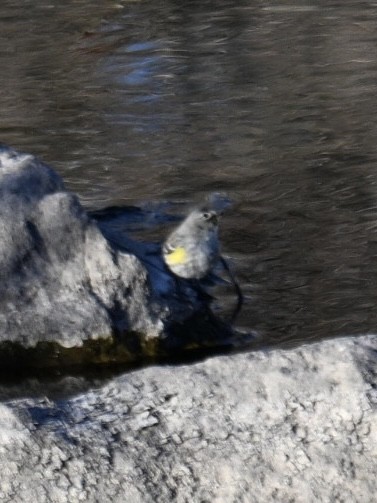 Yellow-rumped Warbler - ML651023764