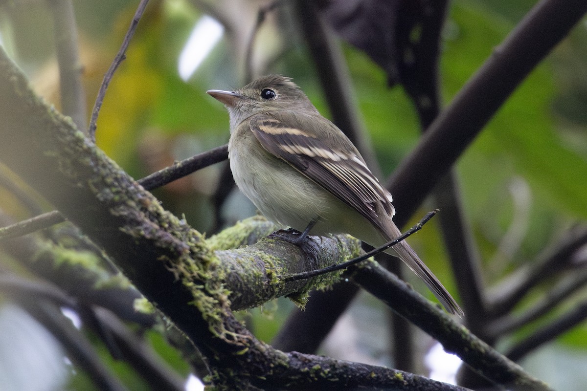 Buchenschnäppertyrann - ML651023770