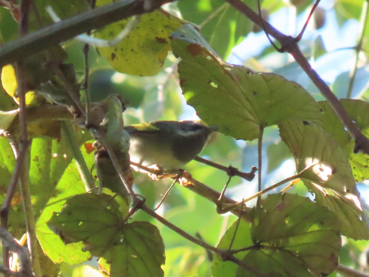 Golden-winged Warbler - ML651023797