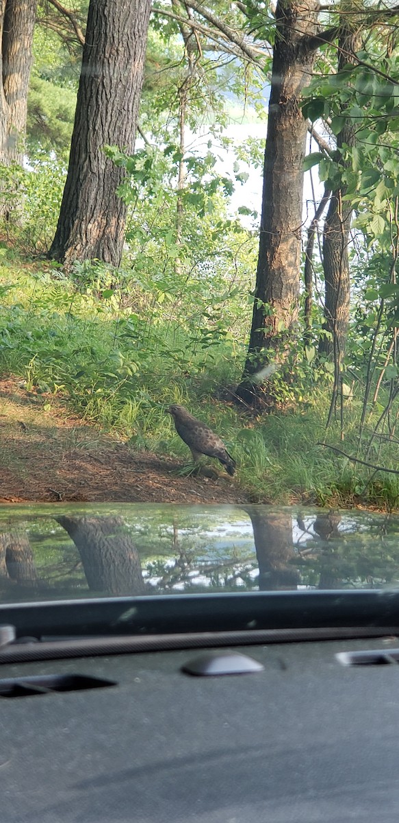 Broad-winged Hawk - ML651023868