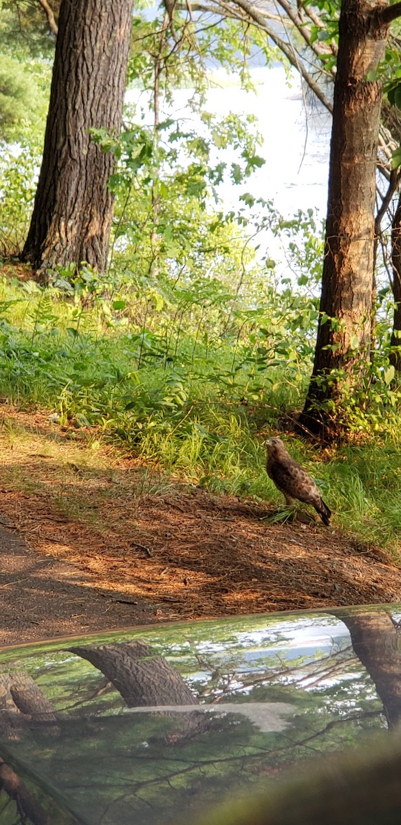 Broad-winged Hawk - ML651023875