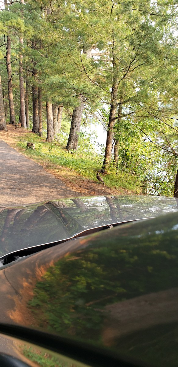 Broad-winged Hawk - ML651023877