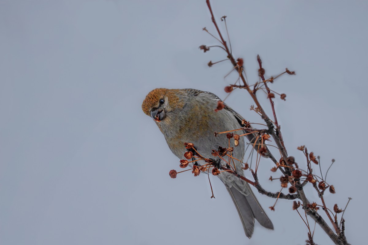 Смеречник тайговий - ML651023896