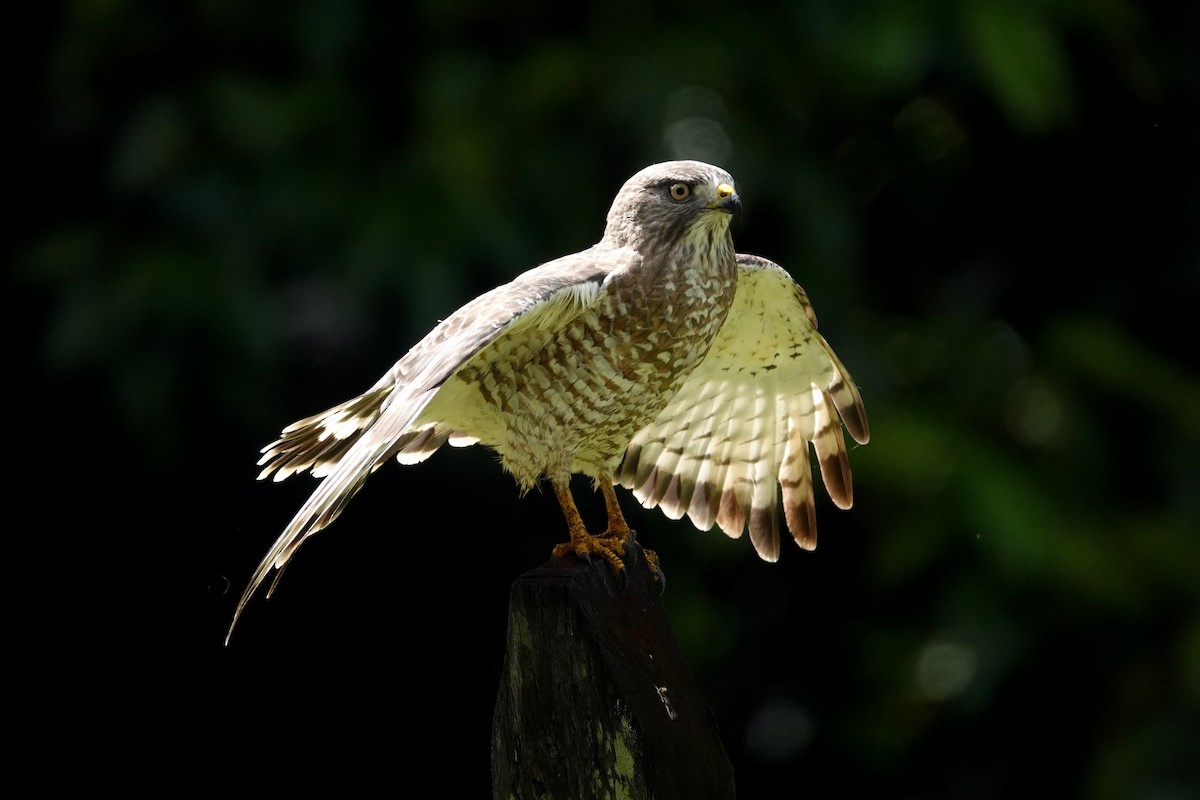 Broad-winged Hawk - ML651024052