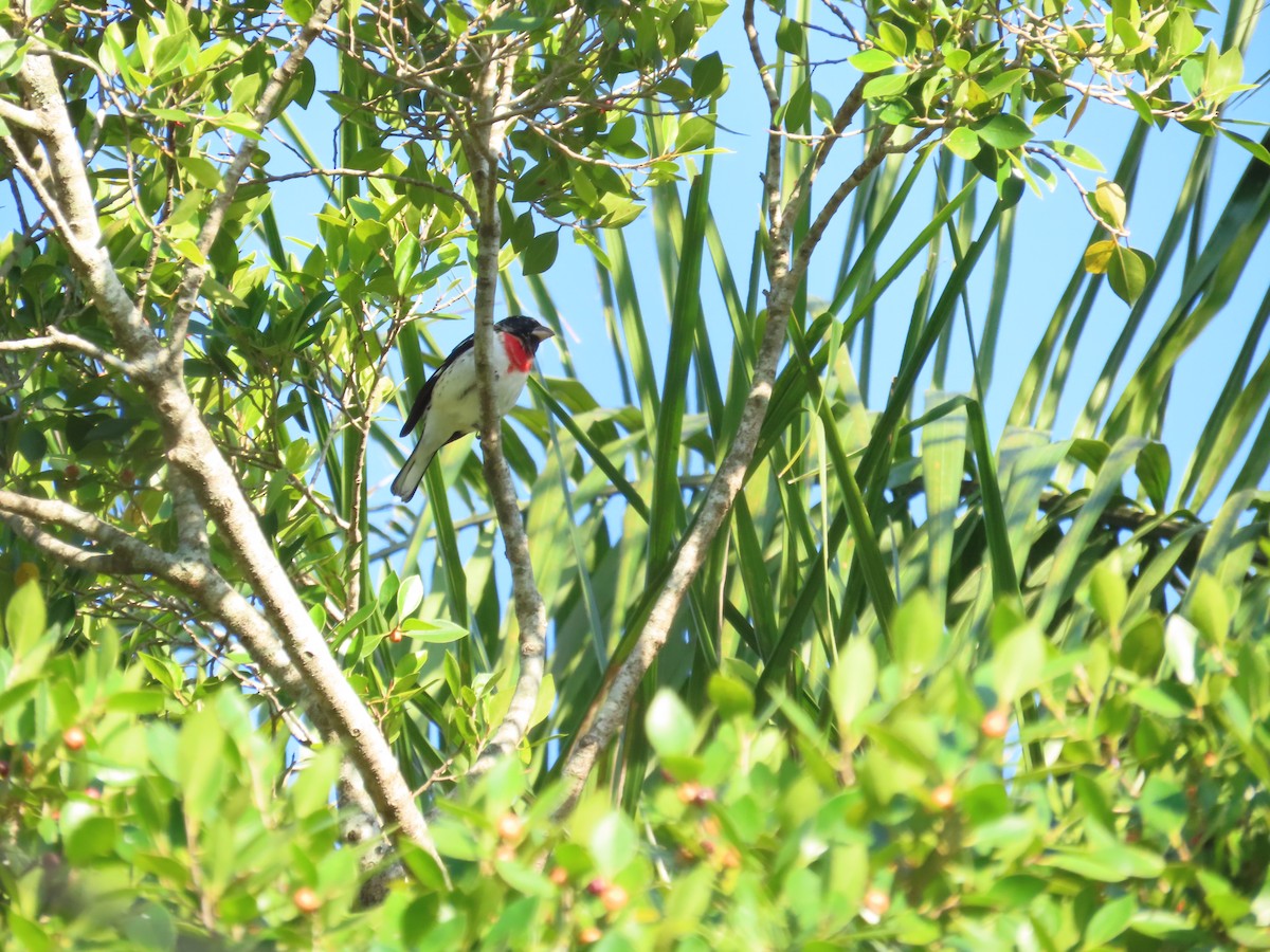 Rose-breasted Grosbeak - ML651024095