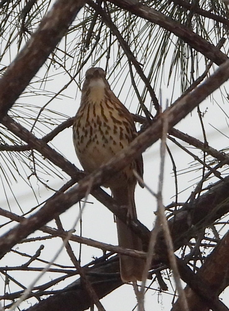 Brown Thrasher - ML651024107