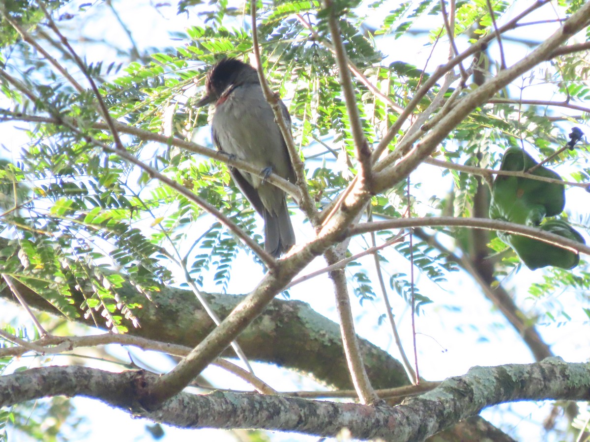 Rose-throated Becard - ML651024130