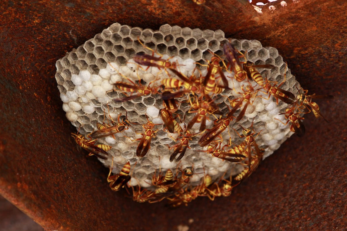 Umbrella Paper Wasps - ML651024143
