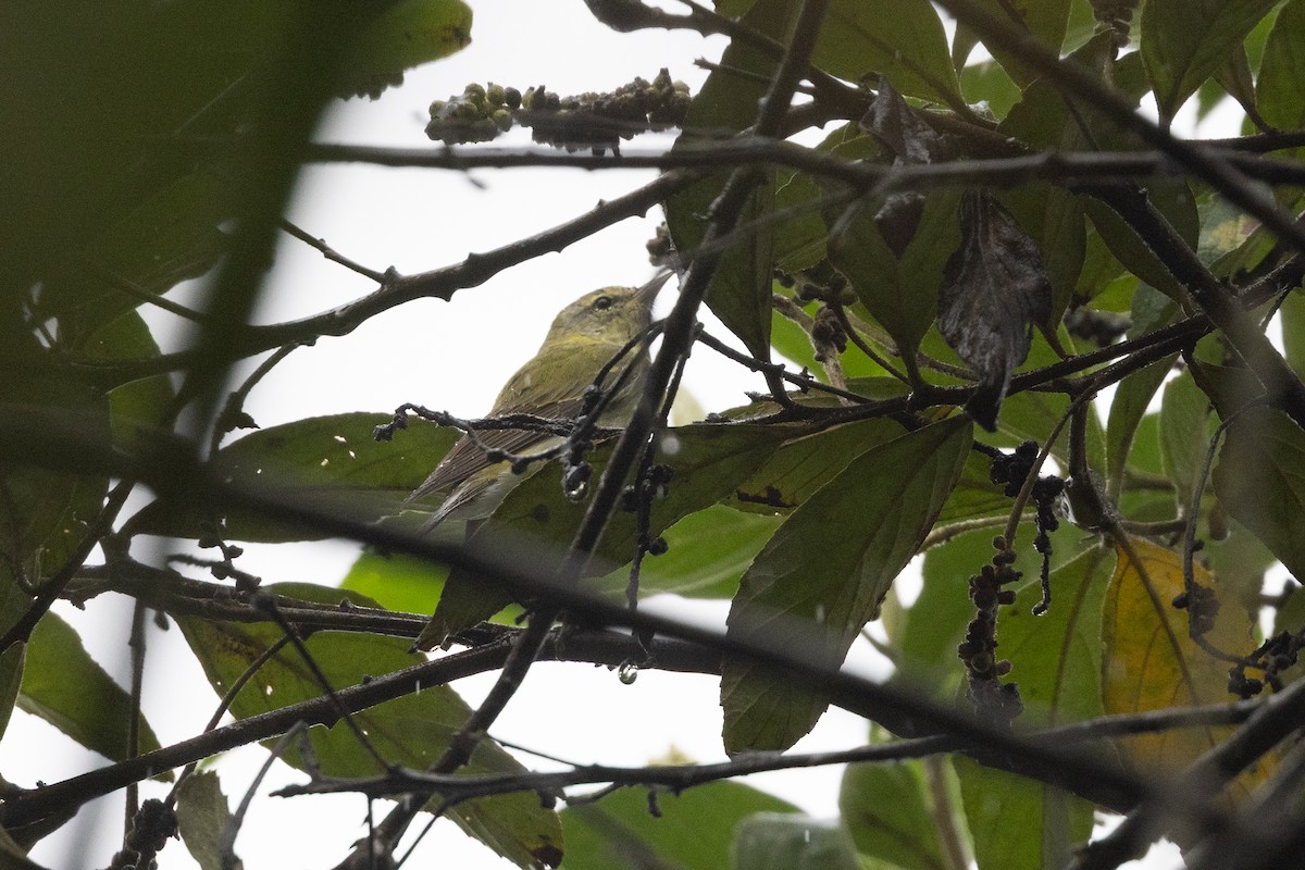 Brauenwaldsänger - ML651024173