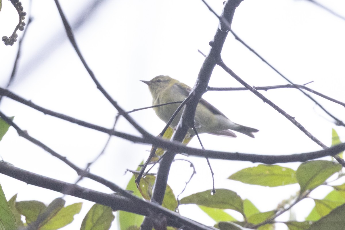 Brauenwaldsänger - ML651024174